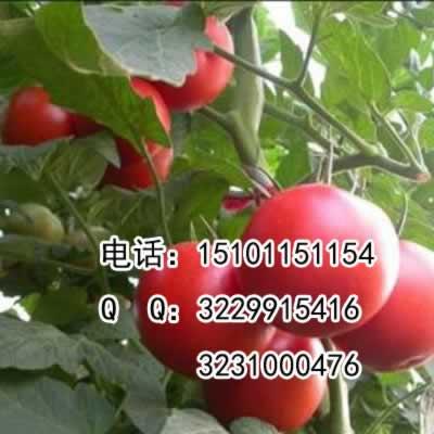 荷兰粉霸秋冬番茄种子|进口番茄种子价格|西红柿品种